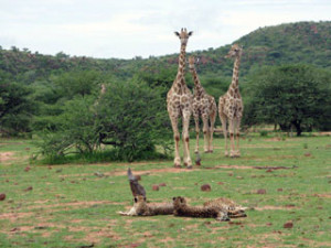 giraffe_cheetah